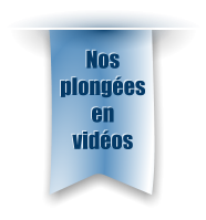 Nos plongées en vidéos